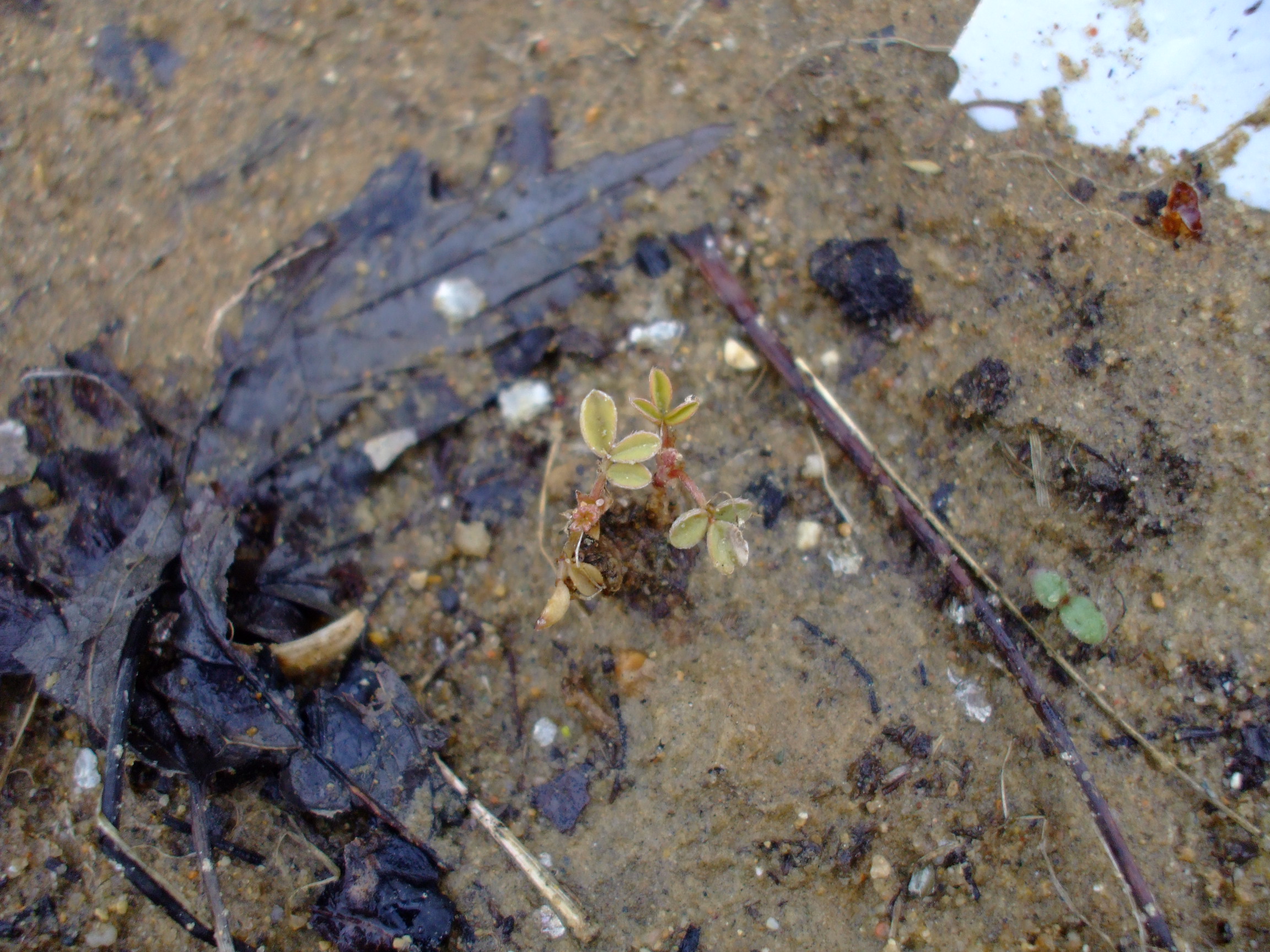 Astragalus crassicarpus